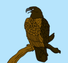 Dibujo Águila en una rama pintado por MariPaz