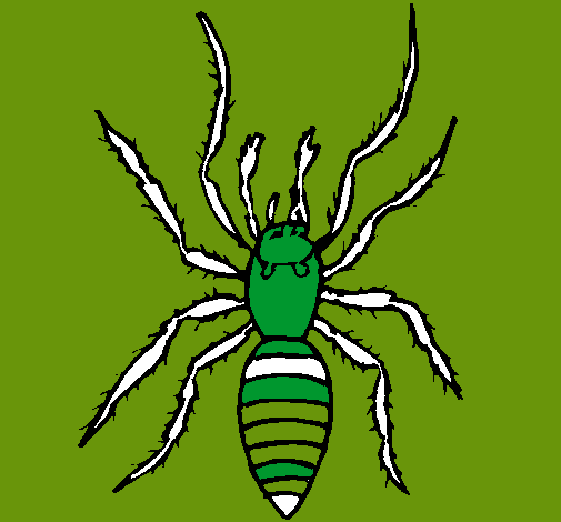 Araña tigre