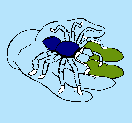 Tarántula