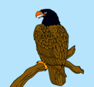 Dibujo Águila en una rama pintado por nnelsoon