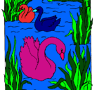 Dibujo Cisnes pintado por LULETA