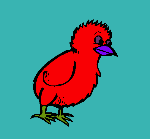 Pollito