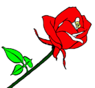 Dibujo Rosa pintado por steffi