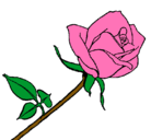 Dibujo Rosa pintado por rosada