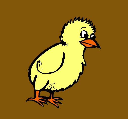 Pollito