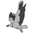 Dibujo Águila volando pintado por martin