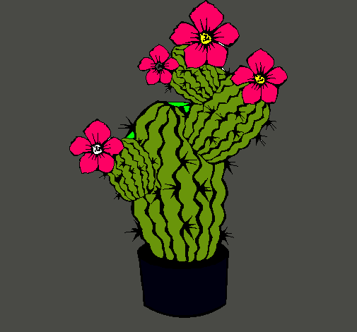 Flores de cactus