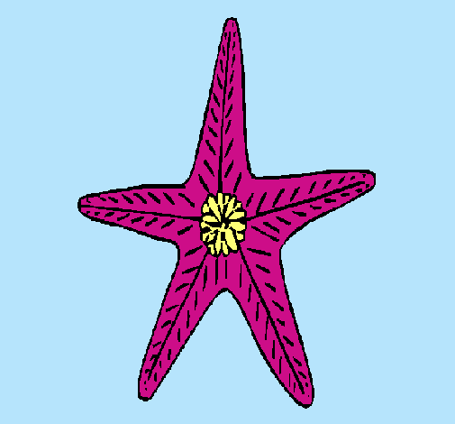 Estrella de mar