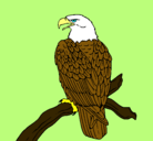 Dibujo Águila en una rama pintado por Kuma