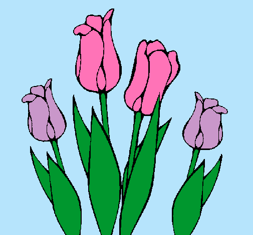 Tulipanes