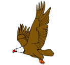 Dibujo Águila volando pintado por abraham