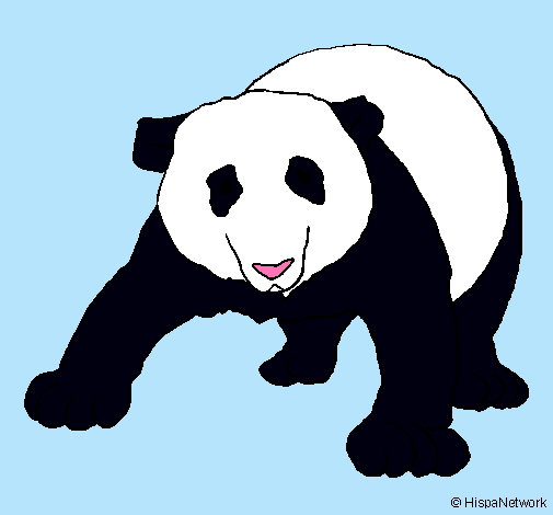 Oso panda