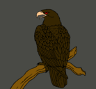 Dibujo Águila en una rama pintado por edgar