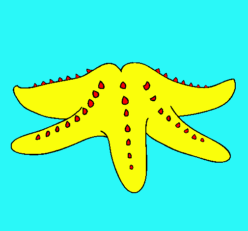 Estrella de mar