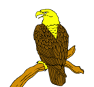 Dibujo Águila en una rama pintado por jose