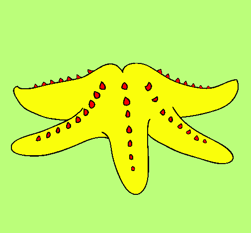 Estrella de mar