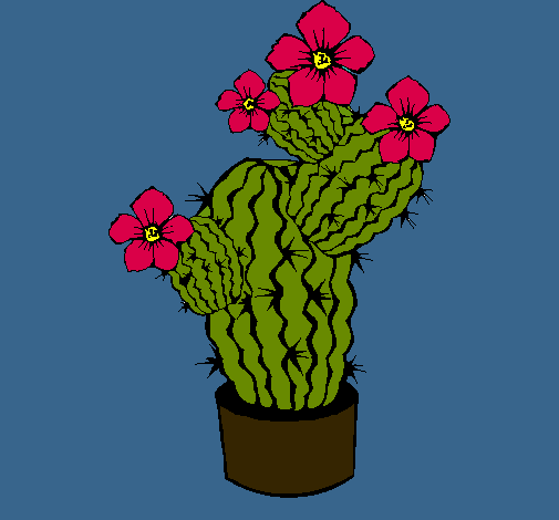 Flores de cactus