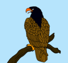 Dibujo Águila en una rama pintado por nnelsoon