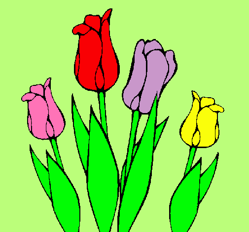 Tulipanes