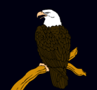 Dibujo Águila en una rama pintado por osler