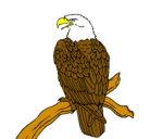 Dibujo Águila en una rama pintado por luis_13
