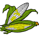 Dibujo Mazorca de maíz pintado por noraymaddi
