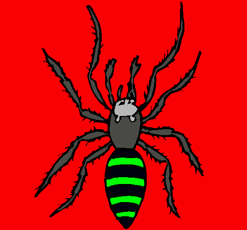 Araña tigre