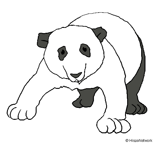 Oso panda