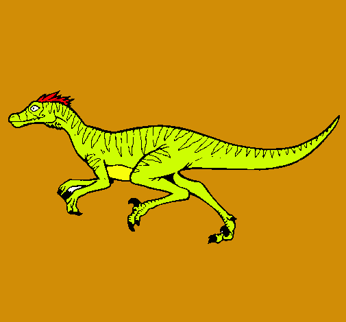 Velociraptor