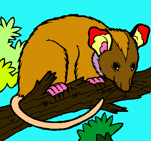 Ardilla possum