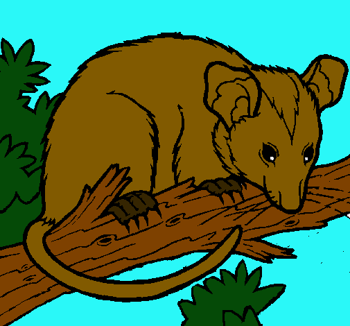 Ardilla possum