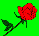 Dibujo Rosa pintado por jopin