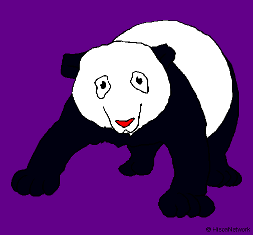 Oso panda