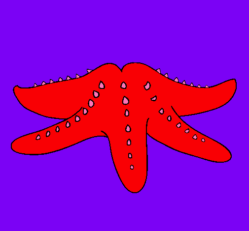 Estrella de mar