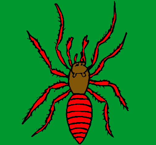 Araña tigre