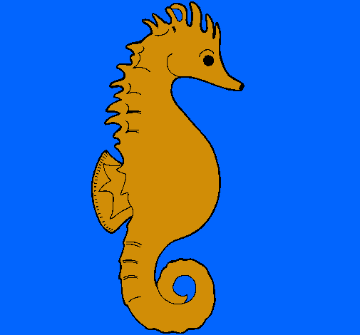 Caballito de mar