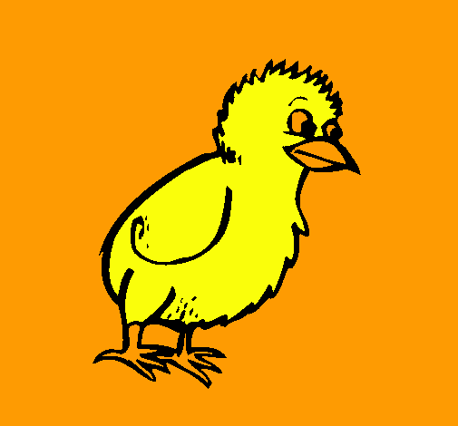 Pollito