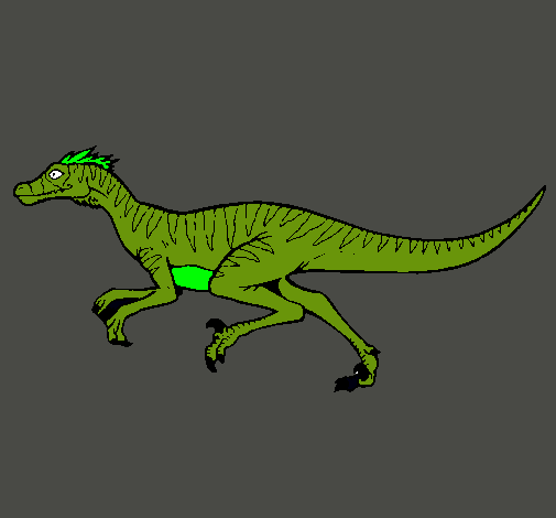 Velociraptor