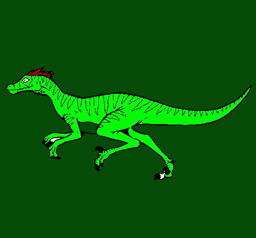 Velociraptor