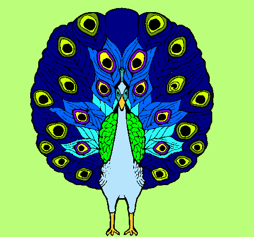 Pavo real