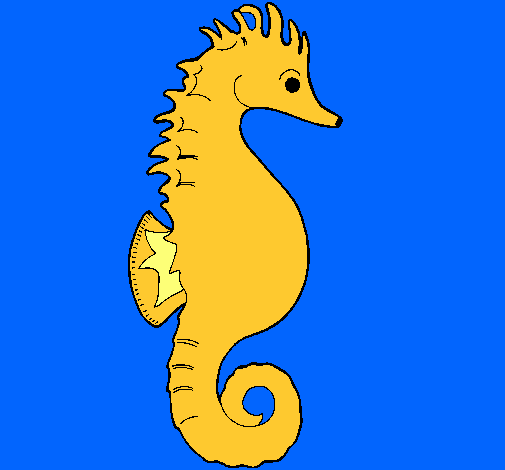 Caballito de mar