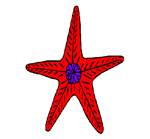 Estrella de mar