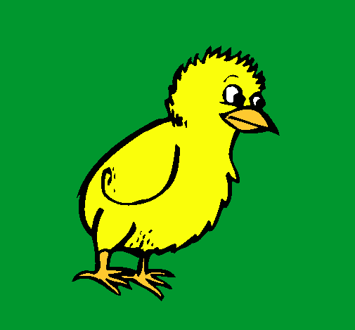 Pollito