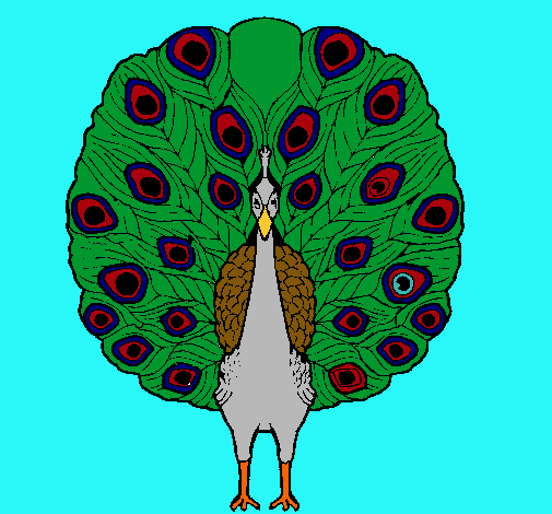 Pavo real