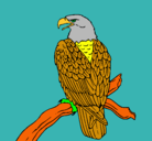 Dibujo Águila en una rama pintado por YERAY