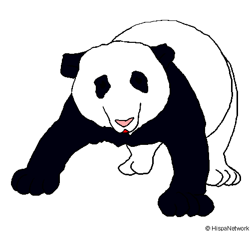 Oso panda