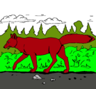 Dibujo Coyote pintado por HASMIR