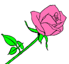 Dibujo Rosa pintado por rosita