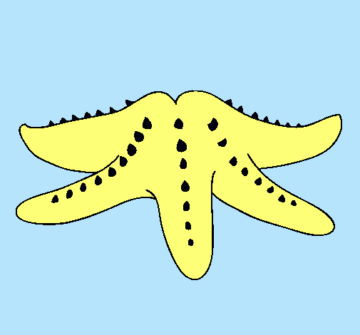 Estrella de mar