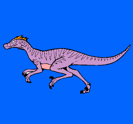 Velociraptor